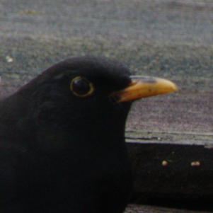 Portrait of a blackbird on a porch