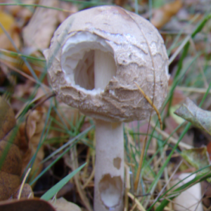 Portrait of an upright mushroom in the forest